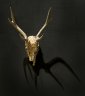 Shell Mask - Deer Skull, Tasmanian Shells
50 x 50 x 20 cm
